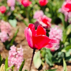 Meet your Posher, Ali